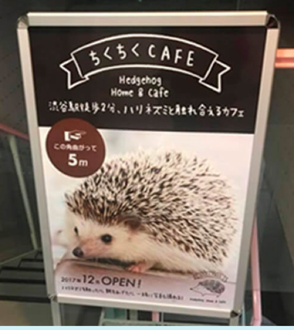 Hedgehog cafe