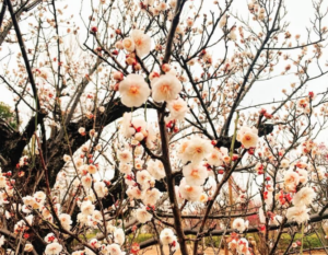 8 plum festivals in Tokyo chosen by Tokyo Furnished