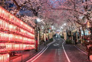 Special Cherry Blossom Events in Tokyo 2024 by Tokyo Furnished.