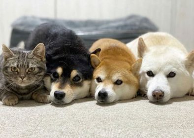 pets in tokyo