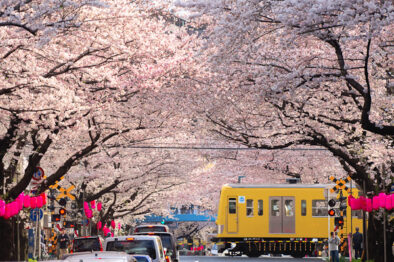 cherryblossom_nakano