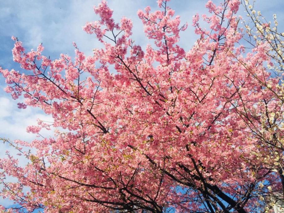 Stay at home - Tokyo Sakura Edition